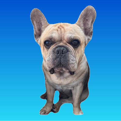 ������QR Pet ID